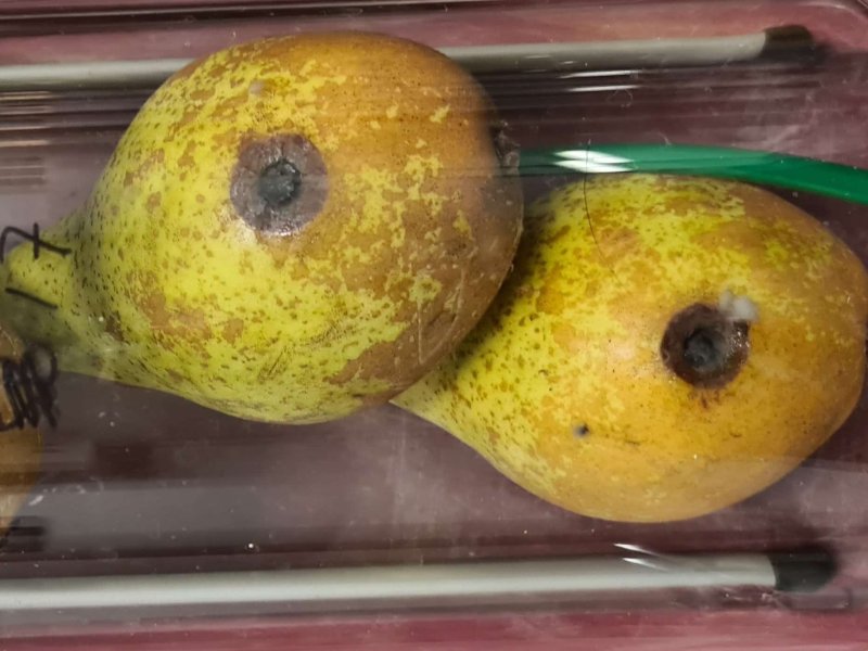 Volatile Organic Compounds as Biomarker for Fruit Quality